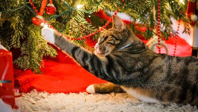 cat reaching for light on christmas tree
