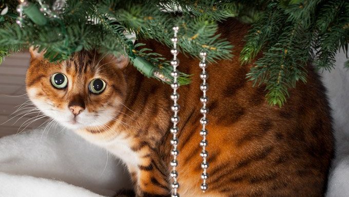 shy cat sitting under christmas tree