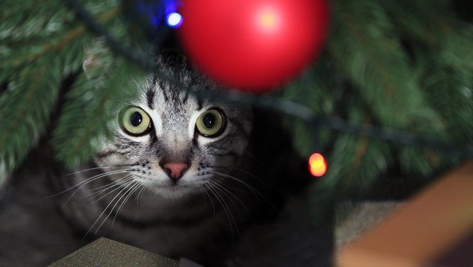 cat looking at ornament