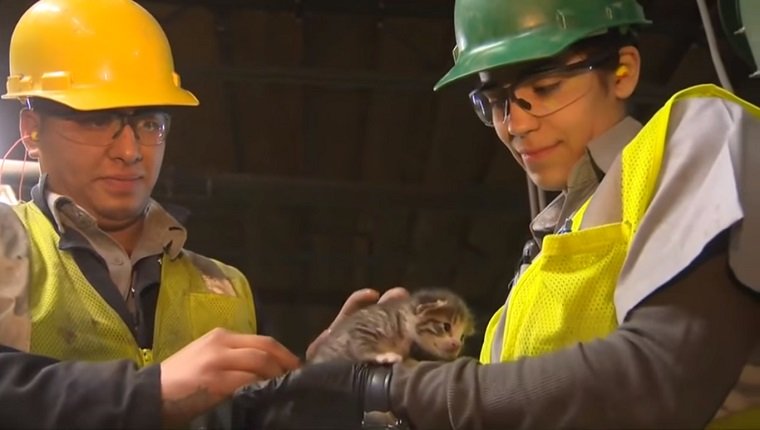 Recycling plant workers hold a tiny, hand-sized kitten.