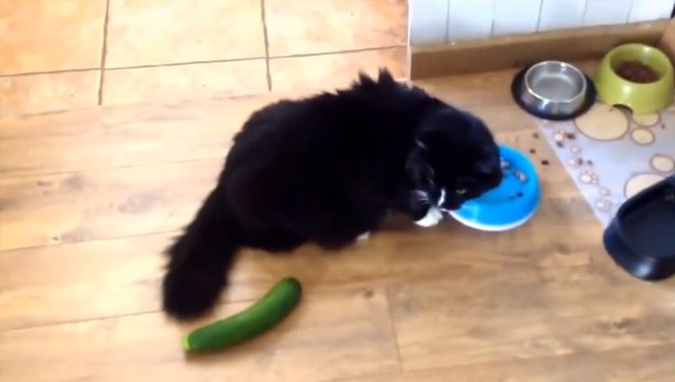 A black cat looks back from his food bowl at a cucumber.