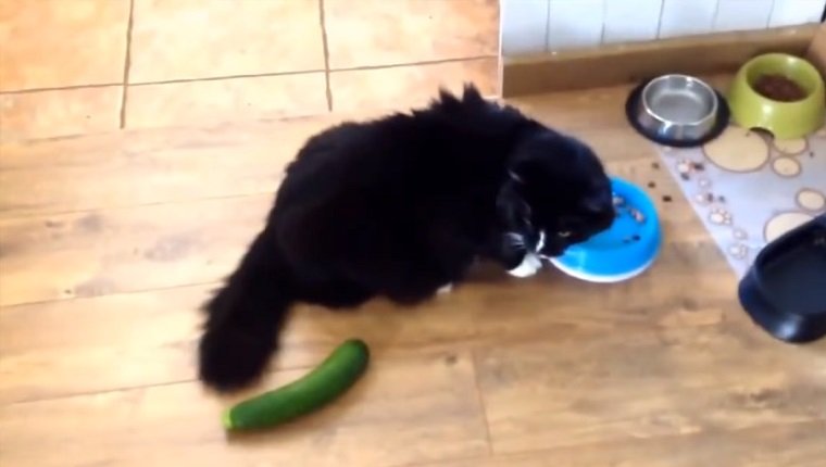 Cucumber prank best sale on cats