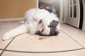A funny fisheye image of a zoned out kitty rolling in loose catnip.