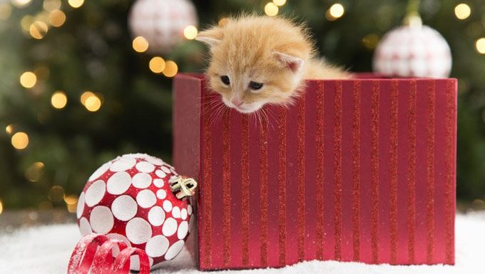 kitten in christmas present box