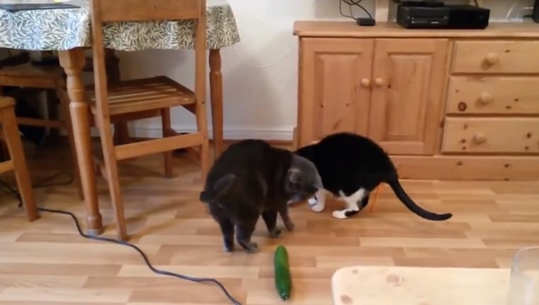 Two cats stand at a food bowl. One turns around and looks anxiously at a cucumber on the ground.