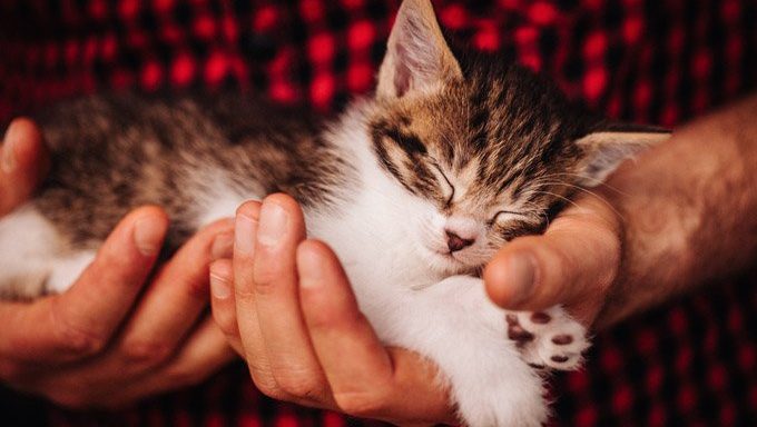 kitten in humans hands