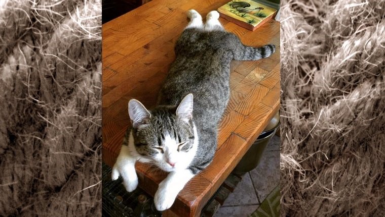 Lobstah lies on a coffee table with his eyes closed.