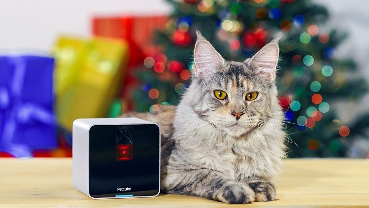 A cat sits in front of a Christmas tree next to a box-shaped camera.