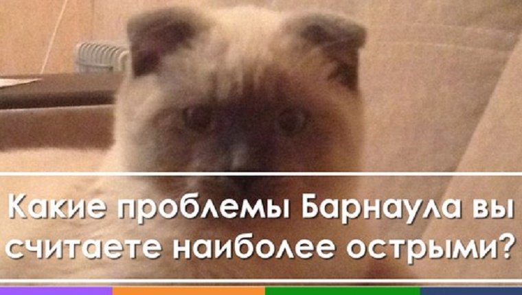 A Scottish Fold sits with Russian writing that loosely translates to, "What issue do you think should be solved first?"