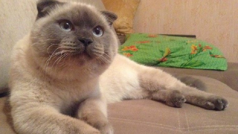 A Scottish Fold lies on a couch, looking alert.