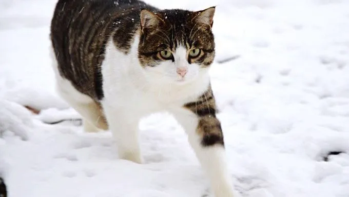 cat walking in snow