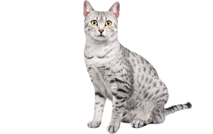 Egyptian-Mau-cat-breed