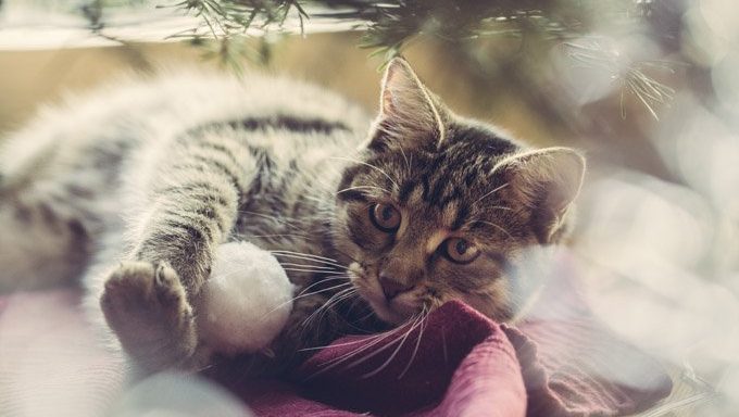 cat on blanket in winter