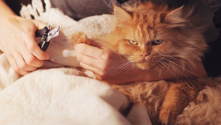 An orange cat is being held by a human using a nail trimmer.
