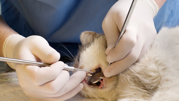 A vet examine's a cat's teeth with dental tools.