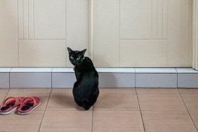 Cat waiting by the door - Malaysia