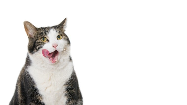 A cat licks its chops against a white background.