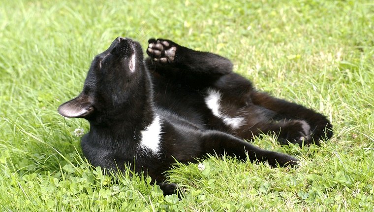 A black cat lies in some grass and scratches its chin with its hind paw.