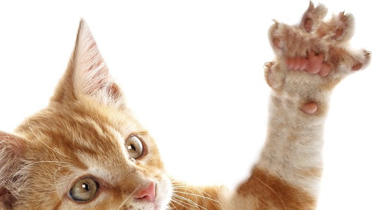 A small orange and white kitten shows it's fully stretched out paw with claws out.