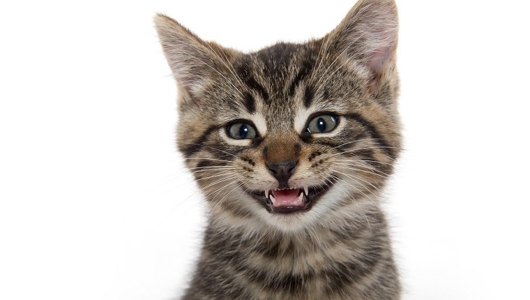 A tabby kitten smiles, showing its teeth against a white background.