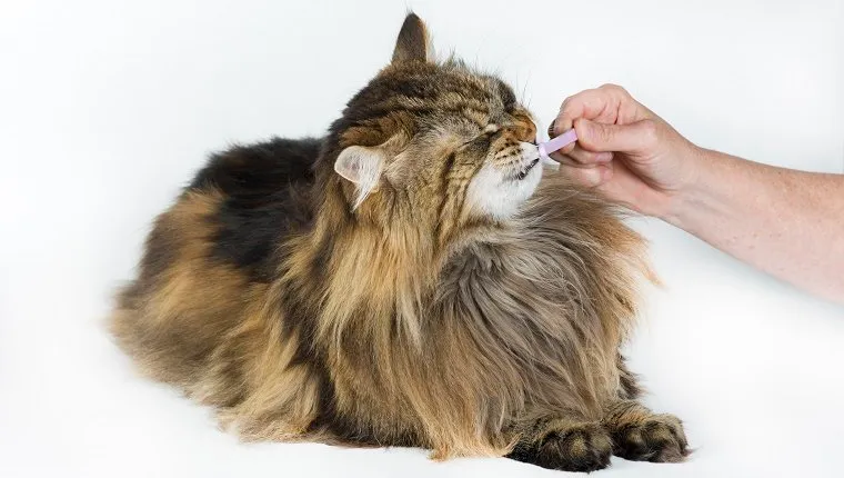 A cat gets its teeth brushed.