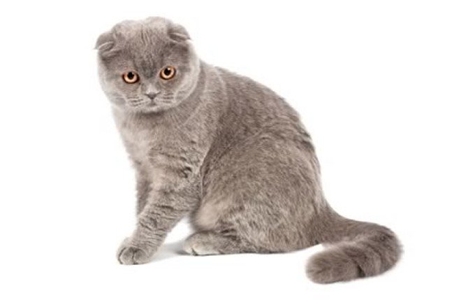 scottish-fold-cat-breed