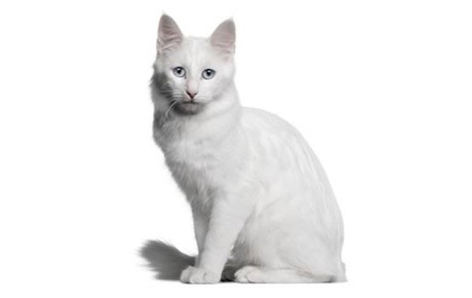 turkish-angora-cats