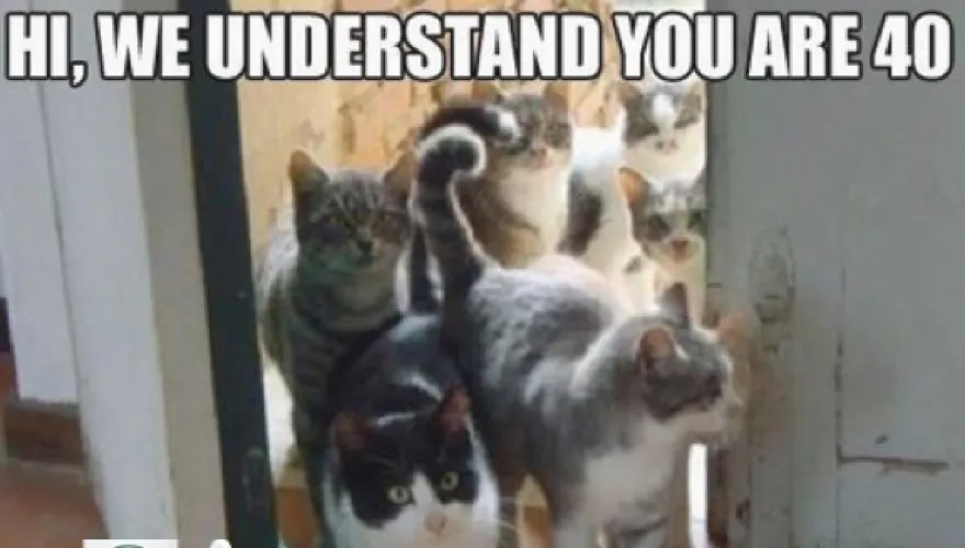 25 Funny Cat Memes - CatTime