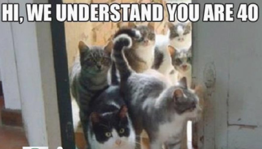 25 Funny Cat Memes To Make You Laugh - CatTime