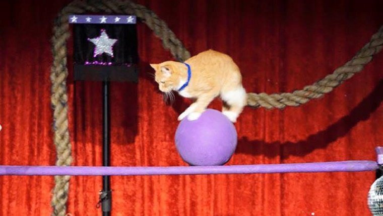 A small orange cat balances on a ball on top of a horizontal beam.