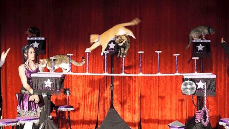 Several cats walk along a circus trick platform.