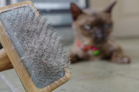 Cat skin and hair on brush after grooming. Hair an skin problem on cat.