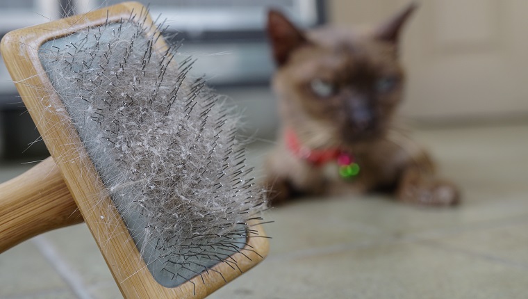 Cat skin and hair on brush after grooming. Hair an skin problem on cat.