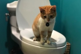 Cat Sitting On Toilet Bowl In Bathroom