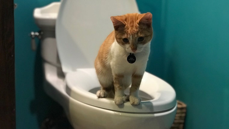 Don't flush cat feces down the toilet