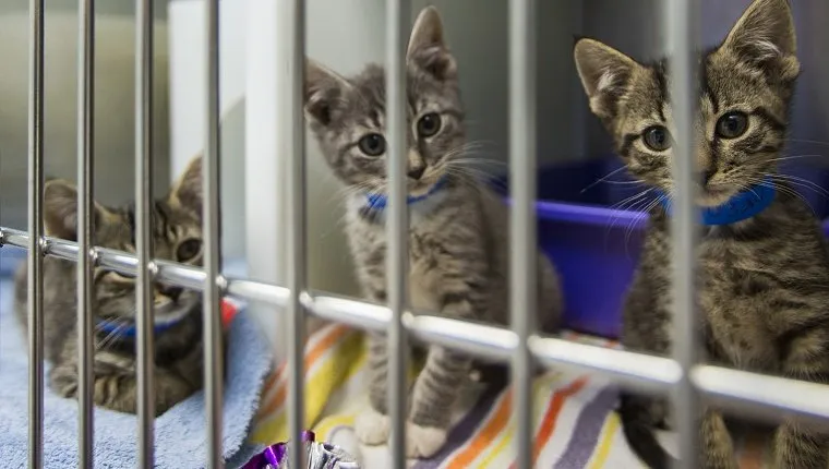 Several kittens sit in a cage at an animal shelter.