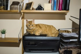 A cat lying on a printer in a desk / office area at home