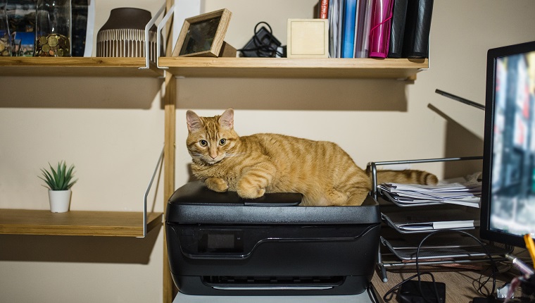 A cat lying on a printer in a desk / office area at home