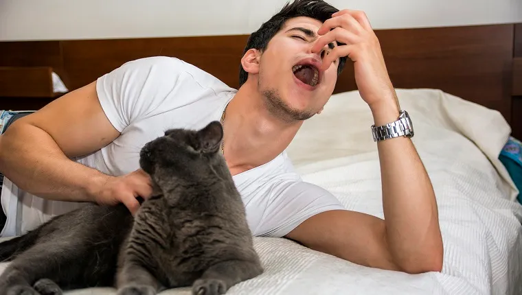 Young Man Relaxing on Bed Petting Grey Furry Cat and Sneezing from Allergies - Man Lying Down with Pet Cat and Having Allergic Reaction