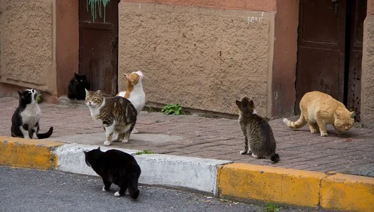 Stray cats sit along a sidewalk.