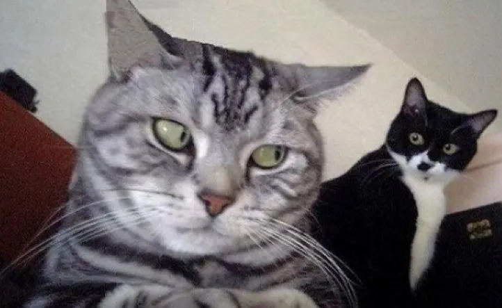 25 Funny Cat Memes - CatTime