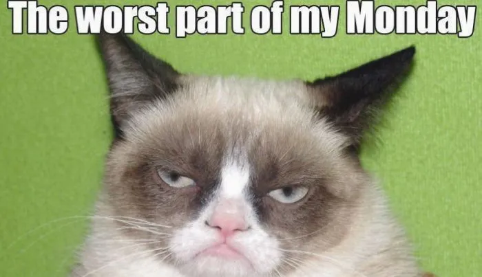 Funny Angry Cat Meme | Poster