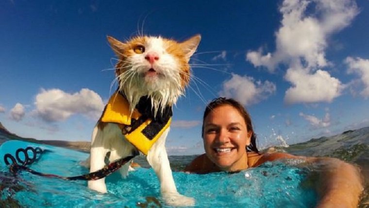 A woman goes surfing with her cats who are 'fascinated' by water