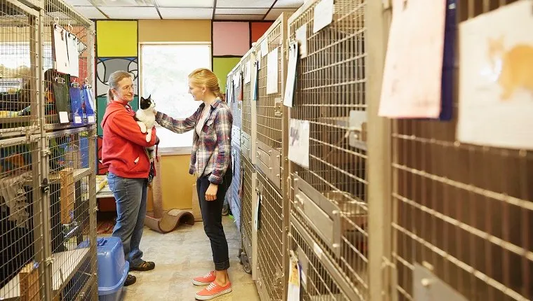 Two volunteers hold and pet a cat in an animal shelter.