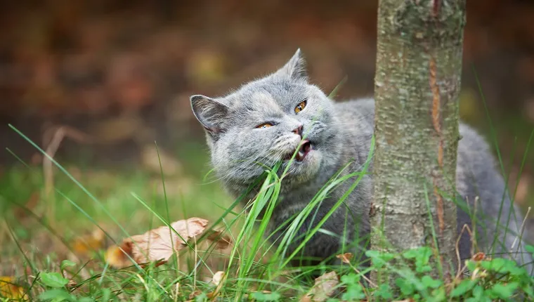 Why Do Cats Eat Grass? Is It Safe? - CatTime - Do Outdoor Cats Eat Grass