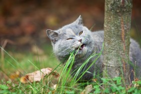 Cat eating green grass. Shallow DOF.