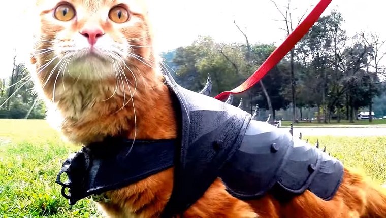 3D Printed Cat Battle Armor Looks Like Something Out Of 'Game Of ...