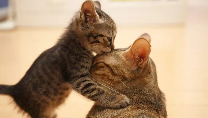 kitten hugs mother cats head