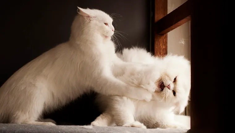 Two persian cats fighting