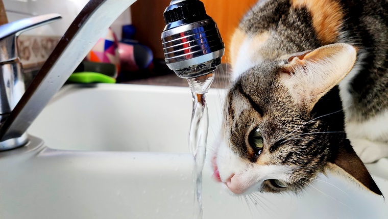 Cat drinking in the kitchen faucet of a family home